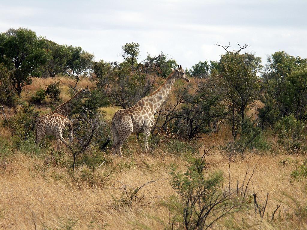 090516_Pilanesberg 064.jpg